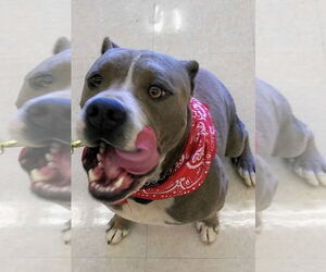 GEORGE - Male American Pit Bull Terrier Dog for Adoption - Photo #3