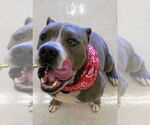 Small #2 American Pit Bull Terrier