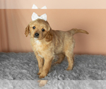 Small #2 Golden Cavadoodle