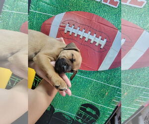 Mastador Dogs for adoption in Holly Springs, NC, USA
