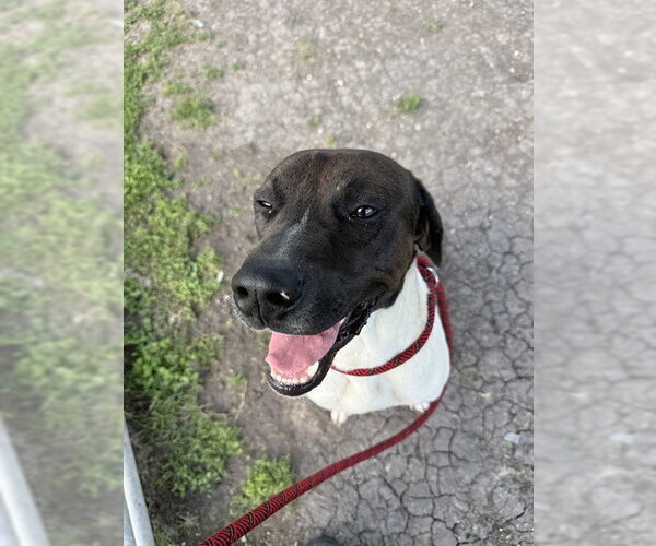 Medium Photo #1 Lab-Pointer Puppy For Sale in Corpus Christi, TX, USA