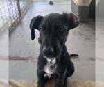 Small #5 Mutt