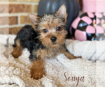 Small #6 Yorkshire Terrier