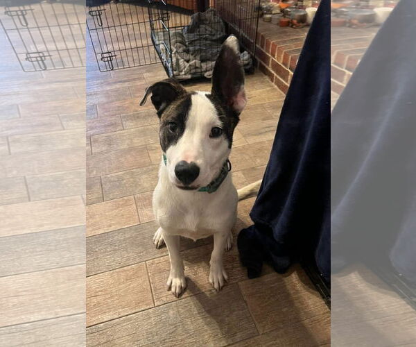 Medium Photo #5 Mutt Puppy For Sale in Royse City, TX, USA