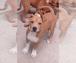 Small #2 Redbone Coonhound Mix