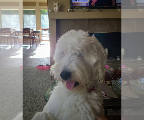 Medium Photo #9 Mutt Puppy For Sale in San Diego, CA, USA