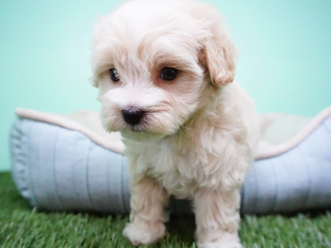 Medium Photo #9 Maltipoo Puppy For Sale in LA MIRADA, CA, USA