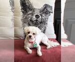 Small #1 Maltese