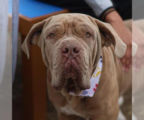 Medium Photo #1 Mastiff-Unknown Mix Puppy For Sale in San Antonio, TX, USA