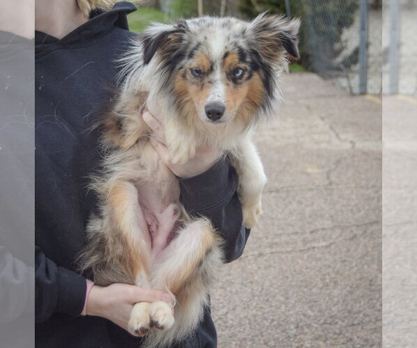 Medium Photo #3 Aussiepom Puppy For Sale in Huntley, IL, USA