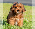 Puppy azrael Yorkipoo