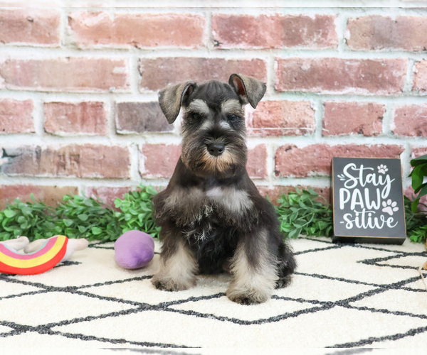 Medium Photo #1 Schnauzer (Miniature) Puppy For Sale in SYRACUSE, IN, USA