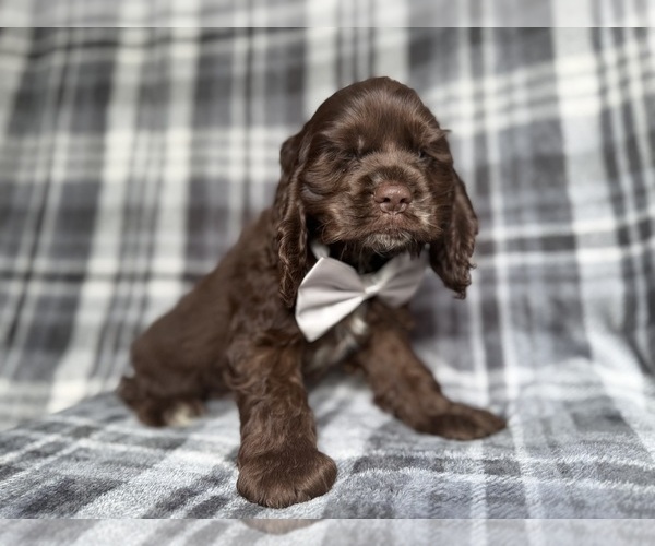 Medium Photo #6 Cocker Spaniel Puppy For Sale in LAKELAND, FL, USA