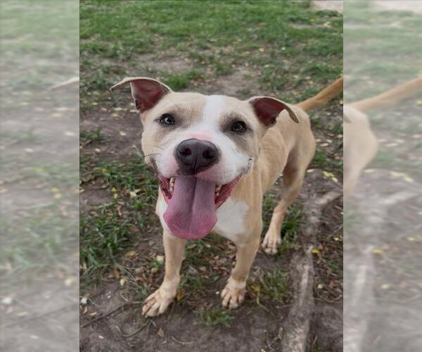 Medium Photo #3 Mutt Puppy For Sale in Conroe, TX, USA