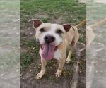 Small #2 Mutt