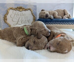 Poodle (Miniature) Litter for sale in SAINT GEORGE, UT, USA