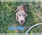 Small Photo #3 Labrador Retriever Puppy For Sale in HAGERMAN, ID, USA