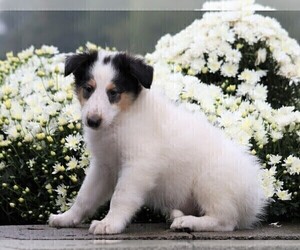 Collie Puppy for sale in FREDERICKSBG, OH, USA