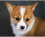 Small Photo #30 Pembroke Welsh Corgi Puppy For Sale in WAKARUSA, IN, USA