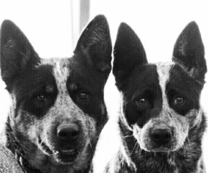 Mother of the Australian Cattle Dog-Border Collie Mix puppies born on 12/30/2025