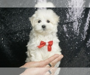 Maltese Puppy for sale in WARSAW, IN, USA