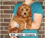 Small #4 Cavapoo