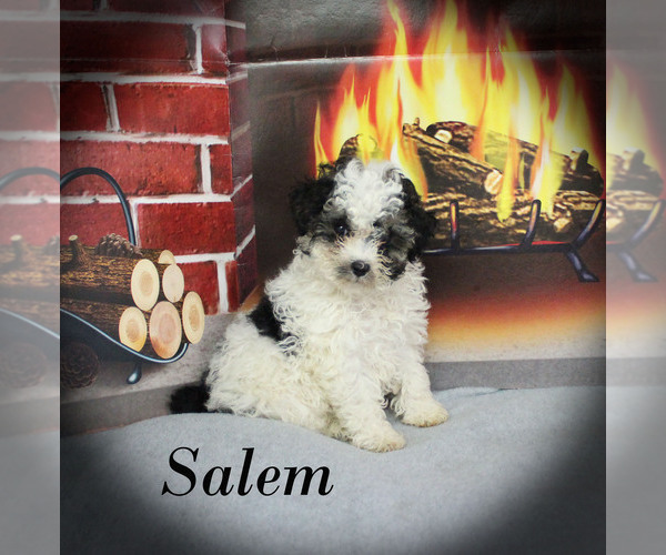 Medium Photo #3 Poodle (Toy) Puppy For Sale in CHANUTE, KS, USA