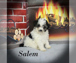 Small #2 Poodle (Toy)