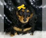 Puppy Oscar Dachshund