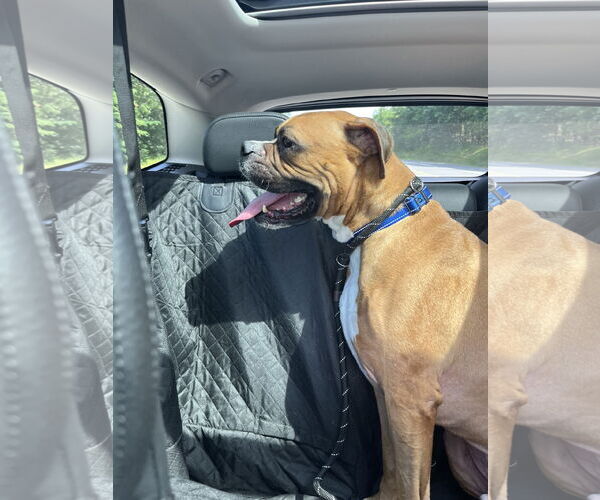 Medium Photo #2 Boxer Puppy For Sale in Dumont, NJ, USA