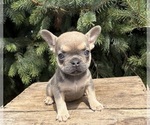 Small #2 French Bulldog