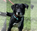 Small #2 Mutt