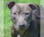 Small #4 American Staffordshire Terrier-Labrador Retriever Mix