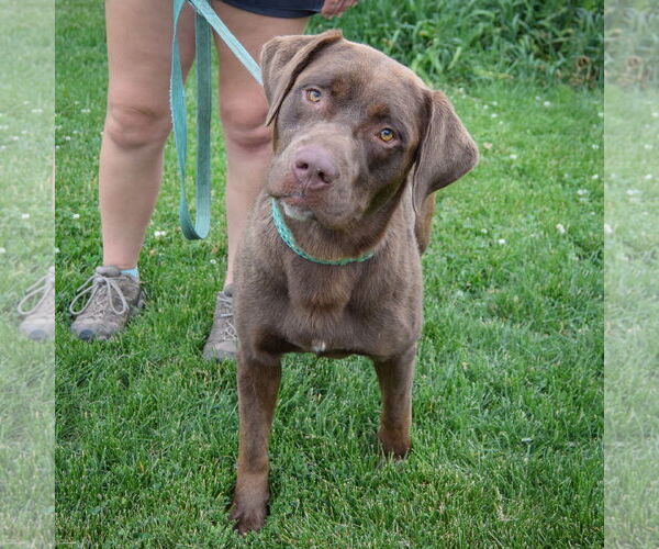Medium Photo #3 - Mix Puppy For Sale in Huntley, IL, USA