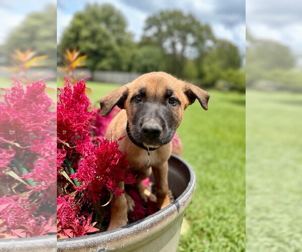 Medium Photo #4 Mutt Puppy For Sale in Stevens Point, WI, USA