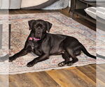 Small #5 American Pit Bull Terrier Mix