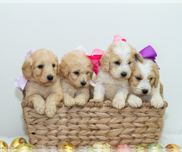 Medium Photo #3 Goldendoodle Puppy For Sale in LITTLE ROCK, AR, USA