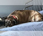 Small #1 Great Dane-Labrador Retriever Mix
