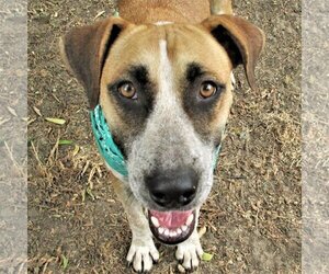 Catahoula Leopard Dog-Unknown Mix Dogs for adoption in Godley, TX, USA