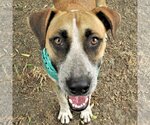 Small Catahoula Leopard Dog Mix