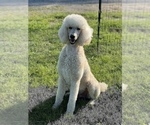 Small Photo #1 Goldendoodle Puppy For Sale in MARYVILLE, MO, USA