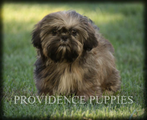 Medium Photo #1 Shih Tzu Puppy For Sale in COPPOCK, IA, USA