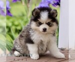Small #1 Pomsky