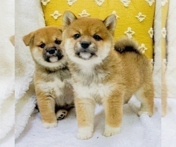 Medium Photo #8 Shiba Inu Puppy For Sale in FREMONT, CA, USA