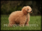 Small Photo #44 Poodle (Miniature) Puppy For Sale in COPPOCK, IA, USA