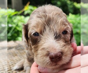 F2 Aussiedoodle Puppy for sale in COLUMBIA, TN, USA