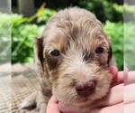 Image preview for Ad Listing. Nickname: Ginger