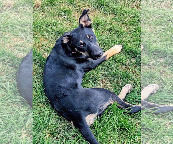 Medium Photo #5 Shepweiller Puppy For Sale in Sandy, UT, USA