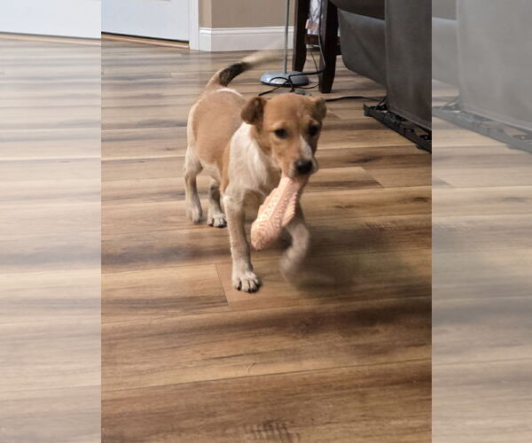 Medium Photo #1 Mutt Puppy For Sale in Hillsboro, MO, USA