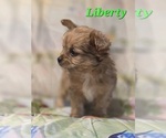 Small #3 Chorkie